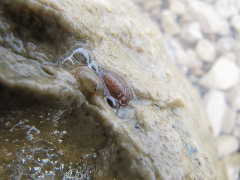 Datei:Sphaeroma serratum Fabricius, 1787 Vir 120904 1770.jpg