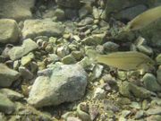 Symphodus tinca Linné, 1758 - Pfauenlippfisch, lumbrak, Fundort: Vir 09/2012, Meerestier