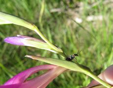 Malachius bipustulatus Linné, 1758 - Zweifleckiger Zipfelkäfer, Otok Vir 05/2014