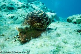 © Jelena Vidmar Kružić, Mljet 07/2020