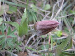 Geschlossene Knospe, Zadar 03/2013