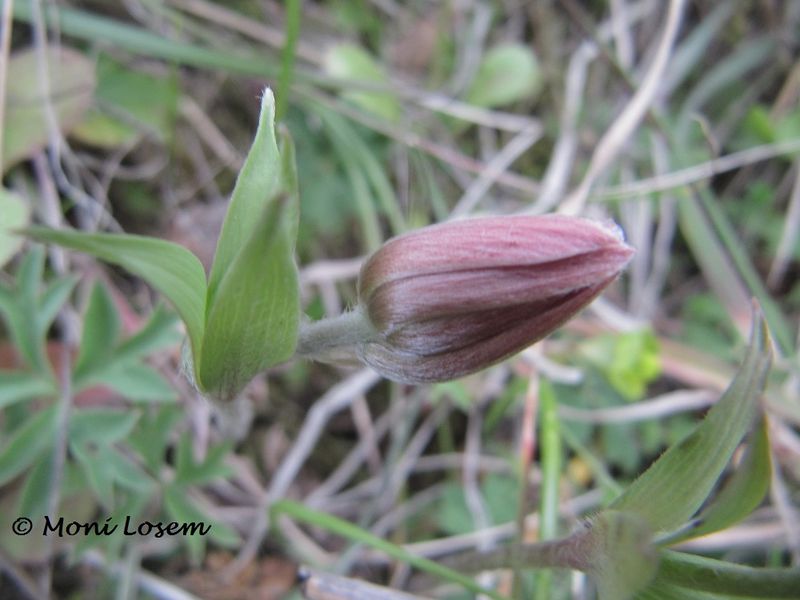 Datei:Anemone hortensis Linné, 1753, Zad 130328 0440.jpg