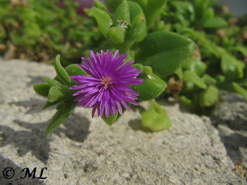 Datei:Aptenia cordifolia Linné, 1753 Vir 110906 15.jpg
