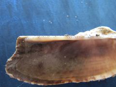 Das Schloss, Vir 09/2010