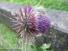 CardNu Samen Bad Abb 120710 319.jpg