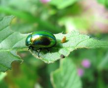 ♀ mit Ei, Wolkering 09/2014