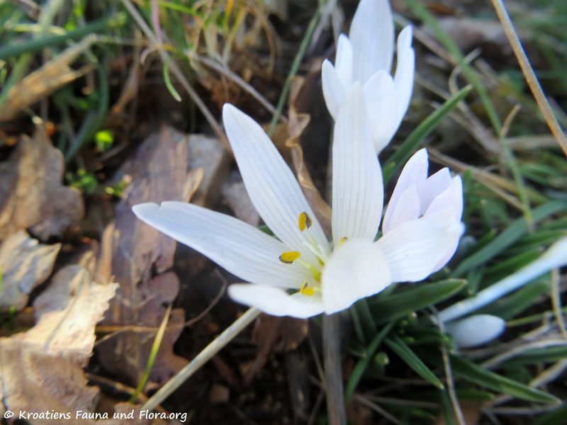 Datei:Colchicum cupanii Gussone, 1827 Pola 190115 0026 k.jpg