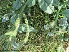 Unreife Früchte, Otok Vir 09/2019