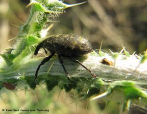 LarinusSturn Vir 130518 1911 d.jpg