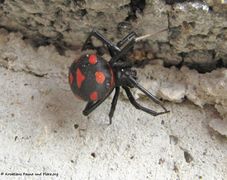 Weibchen am Netz, Vir 09/2010