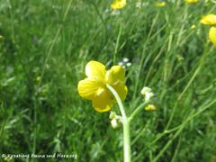 Blütenboden, Grbe 05/2017