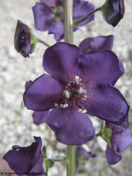 Datei:Verbascum phoeniceum Linné, 1753 Bruška 170421 7228.jpg