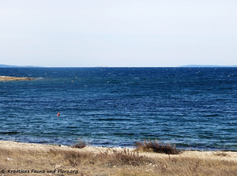 Datei:190126 0058 k.jpg