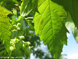 AcPaeud Phyllonorycter joannisi Le Marchand, 1936 OdDrag 180427 12818.jpg