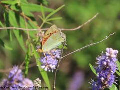 ♂, Vrana See 07/2020