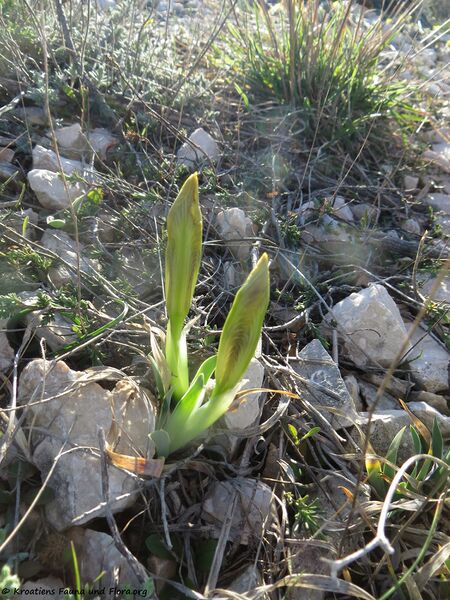 Datei:Iris adriatica Trinajstic ex Mitic, 2002 Vir 190324 0492.jpg