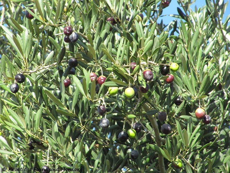 Datei:OleaEurop Fru 1 Lun 121018 3628.jpg