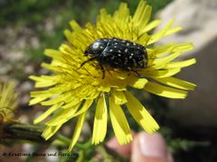 Auf Sonchus oleraceus Linné, 1753 - Gemüse Gänsedistel, zeljasti ostak, Otok Vir 04/2013