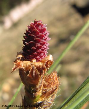 PinHalep BlüW4 Vir 150409 0139 d.jpg