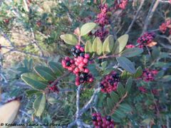 Reife Früchte, Vir 11/2020