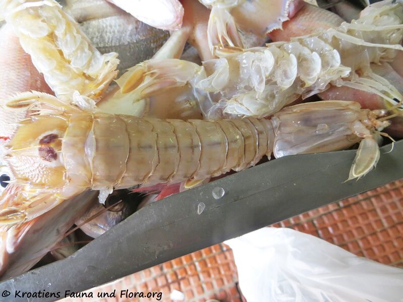 Datei:Squilla mantis Linné, 1758 190315 0345.JPG