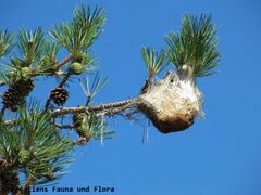 Verlassenes Gespinst,