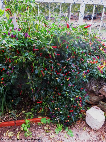 Datei:Capsicum annuum Linné, 1753 Liš 191031 2050.JPG