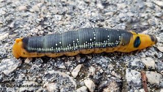 Kurz vor der Verpuppung, Vir 11/2016