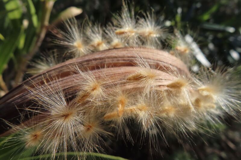 Datei:Nerium oleander Linné, 1758 Vir 250205 4235.JPG