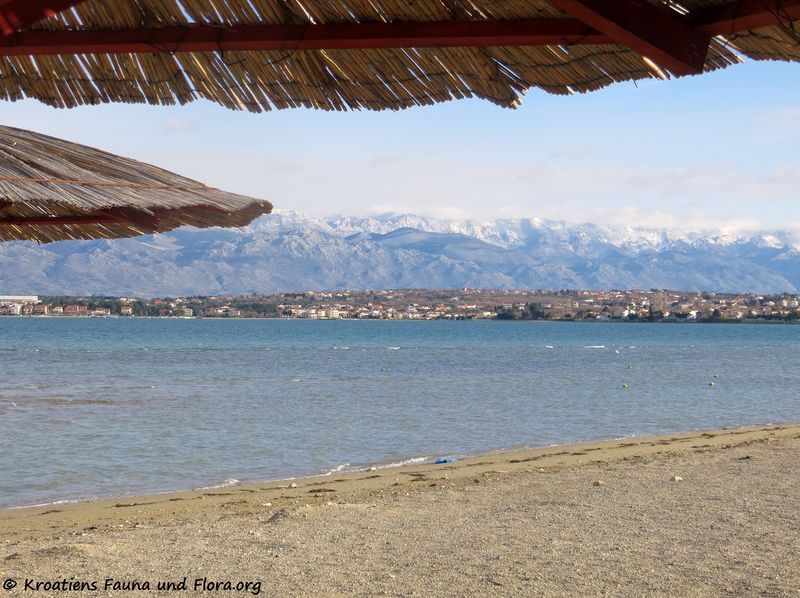 Datei:190105 002 Ždrijac k.jpg