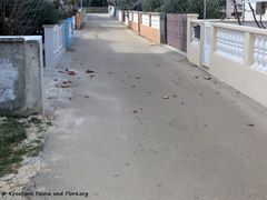 Überall liegen Dachziegel