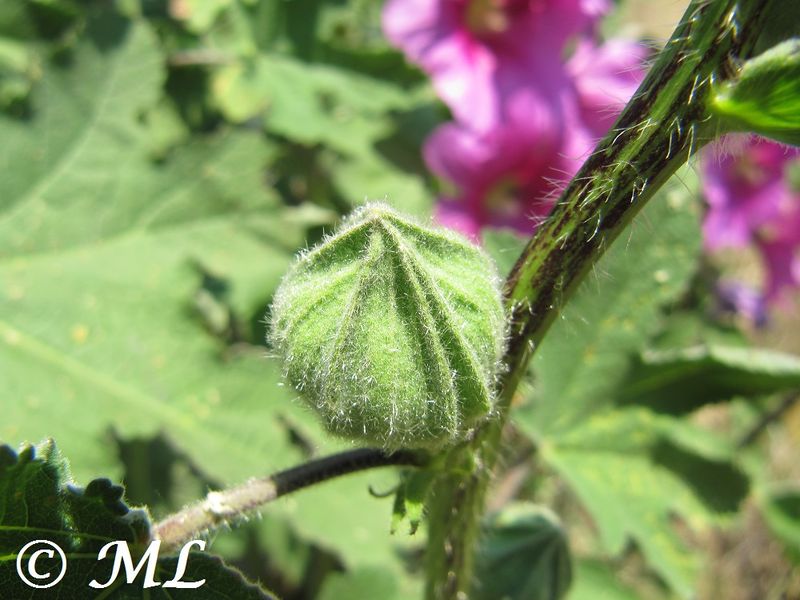 Datei:Alcea rosea Linné, 1753 Vir 140610 3969.jpg
