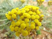 Helichrysum italicum (Roth) G.Don, 1830 - Italienische Strohblume, smilje. Fundort: Vir 06/2012, Heilpflanze, Nutzpflanze, Stark gefährdet