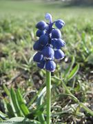 Vratnik 04/2014 in einem Buchenwald
