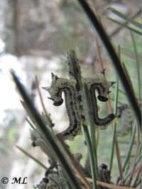 Neodiprion sertifer Geoffroy, 1785 Senj 140406 1656.jpg