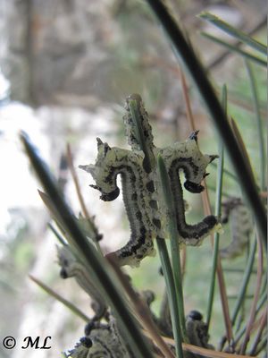 Neodiprion sertifer Geoffroy, 1785 Senj 140406 1656.jpg