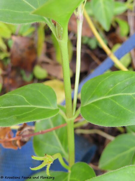 Datei:Vinca major subsp. balcanica Vir 220401 2479.jpg