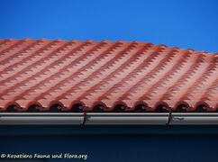 Auch Dachziegel sind von einer Salzschicht überzogen.