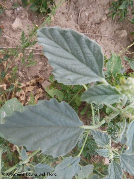 Datei:Bla ChrozTinct Vrana 230728 4315.JPG