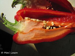 CapsAnn Vir 150926 2024.jpg