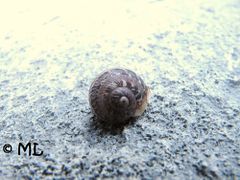 Jungtier, Vir 11/2012