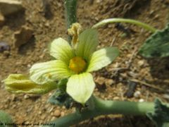 ♀ Blüte, Vrsi 09/2018