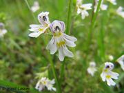 Euphrasia rostkoviana Hayne, 1825 - Gemeiner Augentrost, obična očanica. Fundort: Windischgarsten 10/2015, Heilpflanze