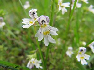 EuphRost Win 151008 2151.jpg