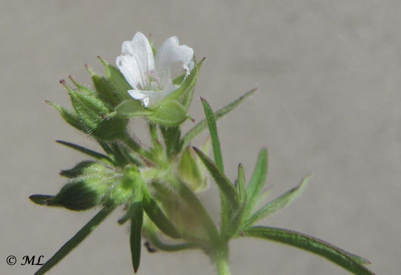 Datei:Geranium dissectum Linné, 1755 Sab 140521 3665d.jpg