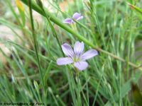 Petrorhagia saxifraga (Linné) Link, 1831 - Steinbrech-Felsennelke, stjenovita kostrnica. Fundort: Nin 05/2012, Heilpflanze, (nicht gesichert) Zierpflanze