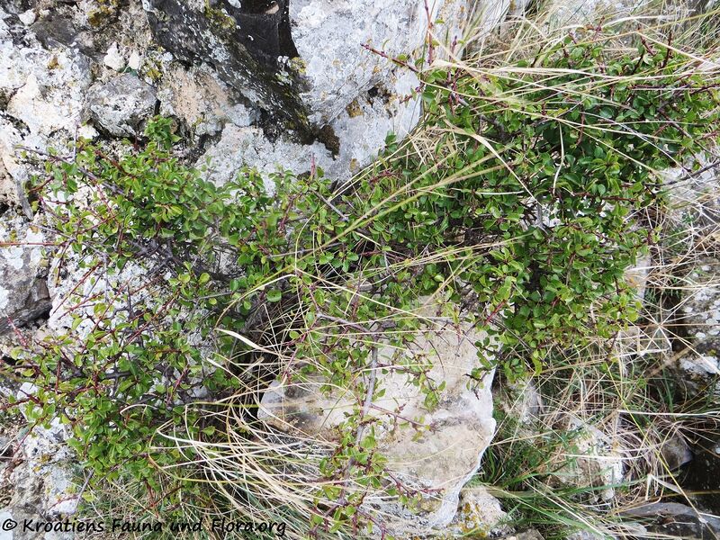 Datei:Prunus mahaleb Linné, 1753 Brib 191031 2065.JPG