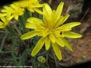 Takhtajaniantha austriaca (Willd.) Zaika, Sukhorukov & N.Kilian, 2020 - Österreichische Schwarzwurzel, austrijski zmijak. Fundort: Vir 04/2013, Gefährdete Pflanze, Geschützte Pflanze