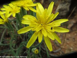 ScorzoneraAustria Vir 170424 7241.jpg