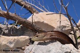 Otok Pag 09/2018, © Werner Kalopp